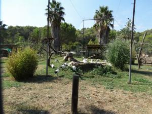 Ibis sacré