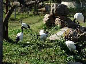 Ibis sacré