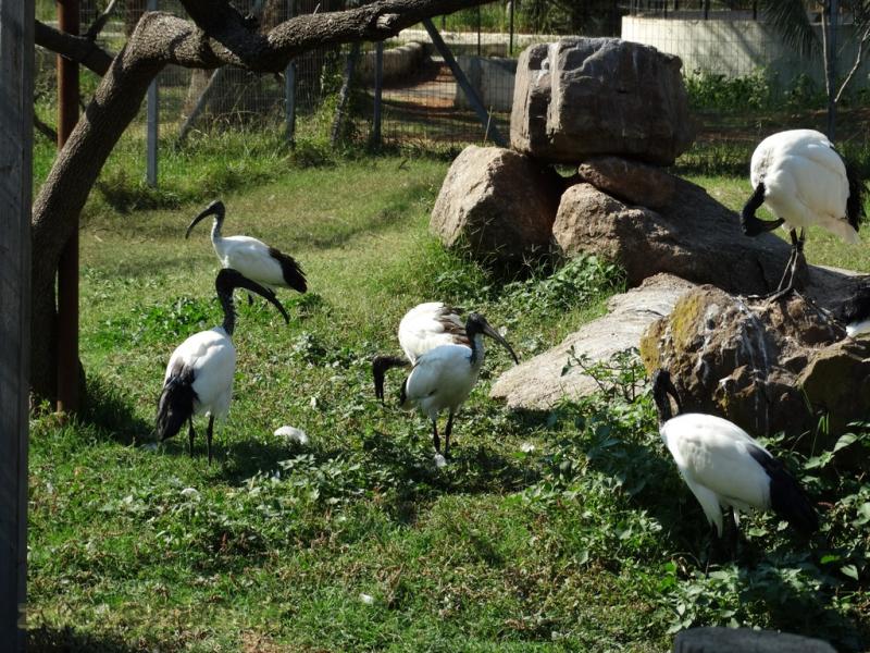Ibis sacré