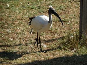 Ibis sacré