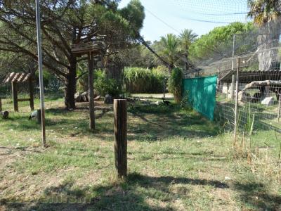 Grue couronnée noire