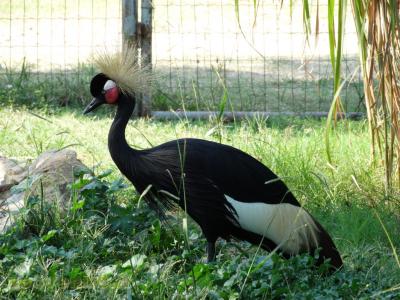 Grue couronnée noire 