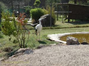 Cigogne