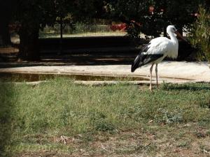 Cigogne 
