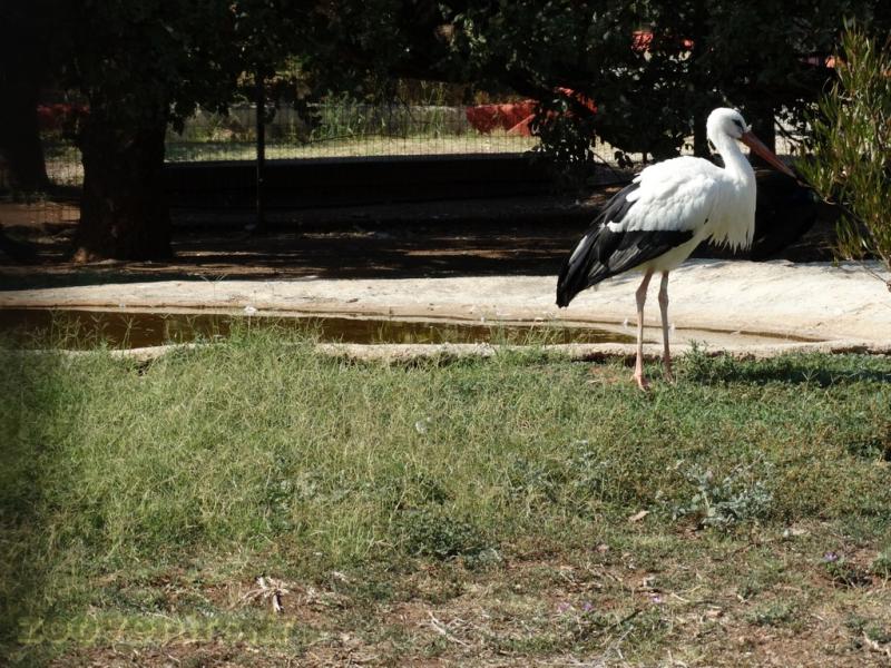 Cigogne 