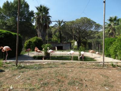 Flamant du Chili - Flamant de Cuba