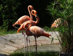 Flamant de Cuba
