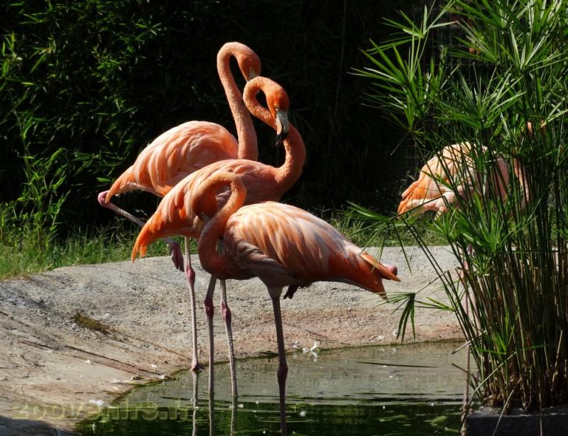 Flamant de Cuba