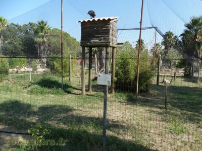 Vautour fauve - Vautour de Ruppel