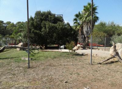 Cigogne - Calao terrestre - Outarde