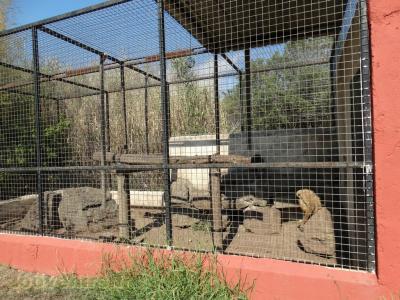 Gibbon à mains blanches