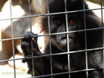 Mangabey noir