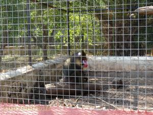 Mandrill