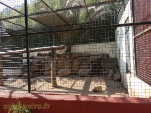 Mandrill