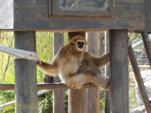 Gibbon à mains blanches