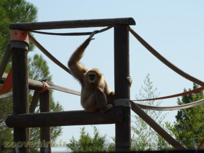 Gibbon à mains blanches
