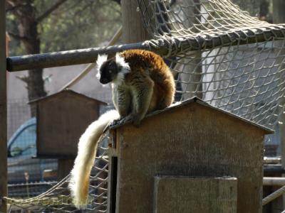 Lémur noir