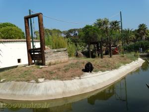 Chimpanzé