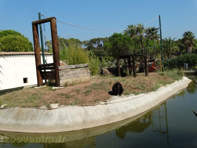 Chimpanzé