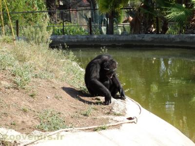 Chimpanzé