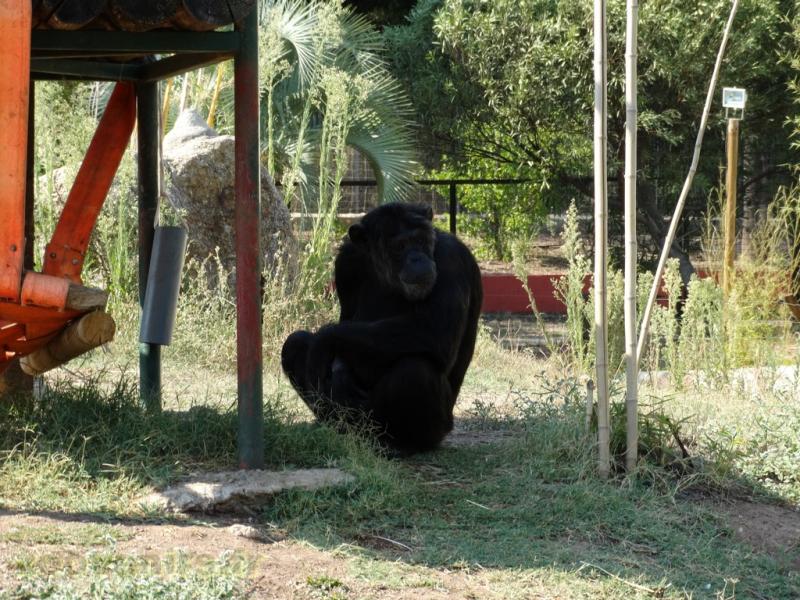 Chimpanzé