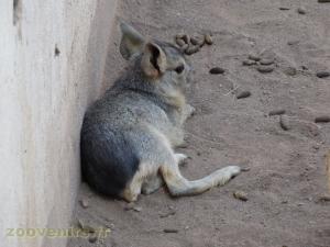Mara