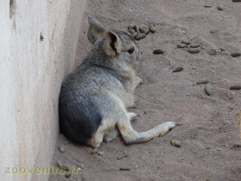 Mara