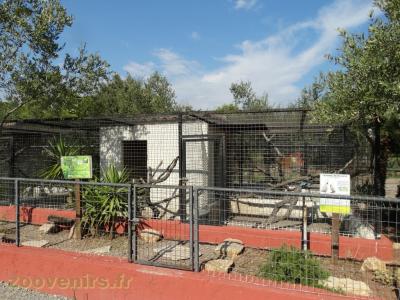 Amazones - Cacatoés