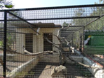 Cacatoés à huppe jaune