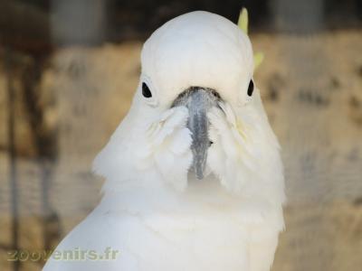 Cacatoés à huppe jaune