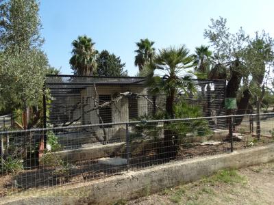 Amazones - Cacatoés