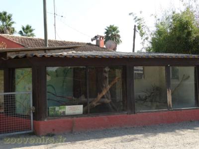 Saïmiri - Iguane vert