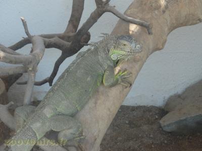Iguane vert 