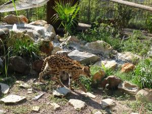Serval