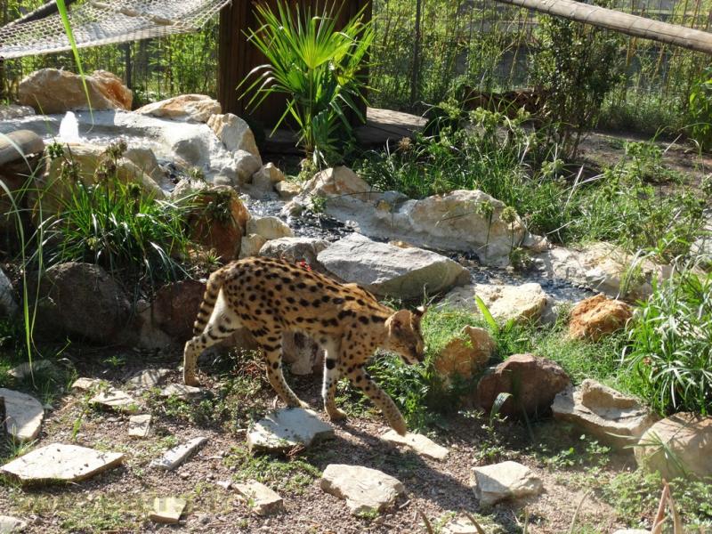 Serval