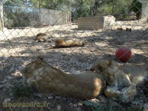 Lion 