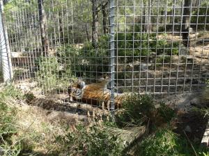 Tigre 