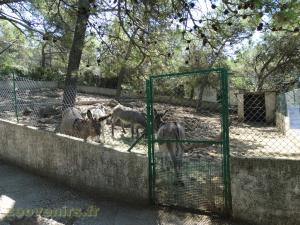 Ane - Guanaco
