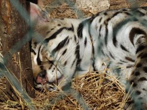 Ocelot
