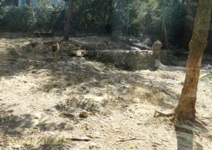 Tigre 