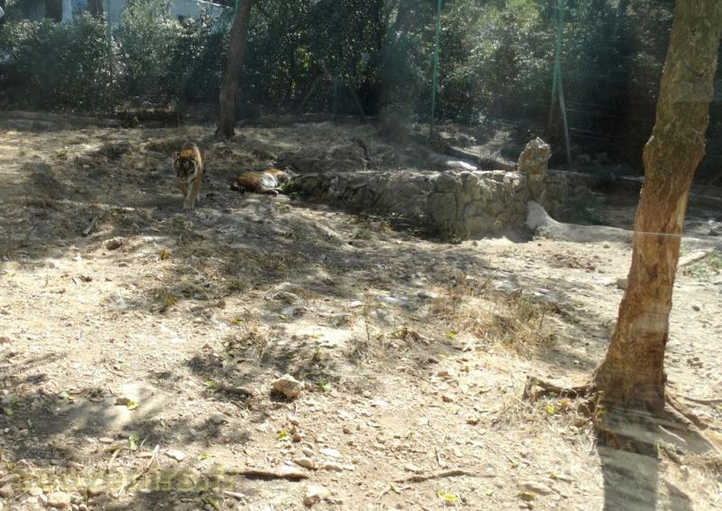 Tigre 