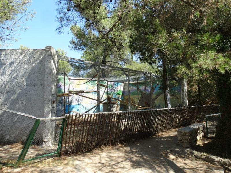 Hamadryas 
