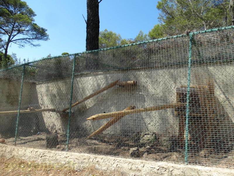 Caracal