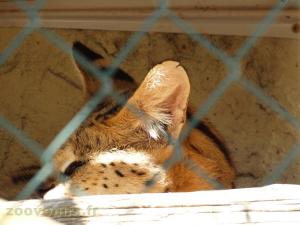 Serval 