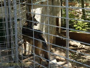 Loup