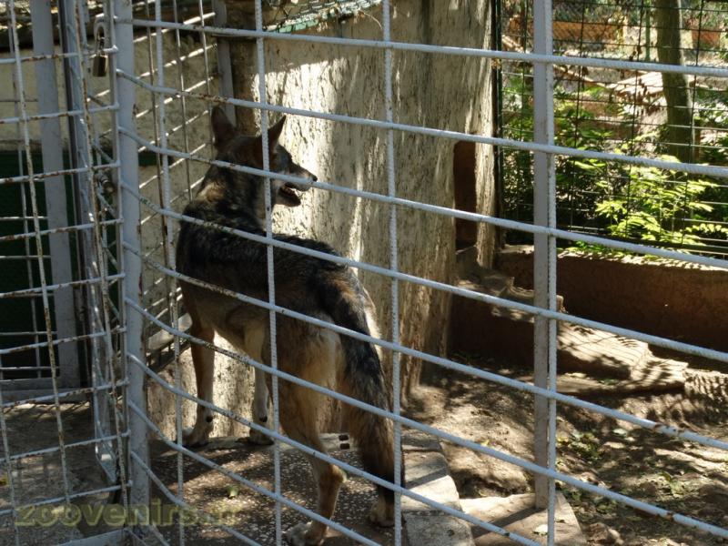Loup
