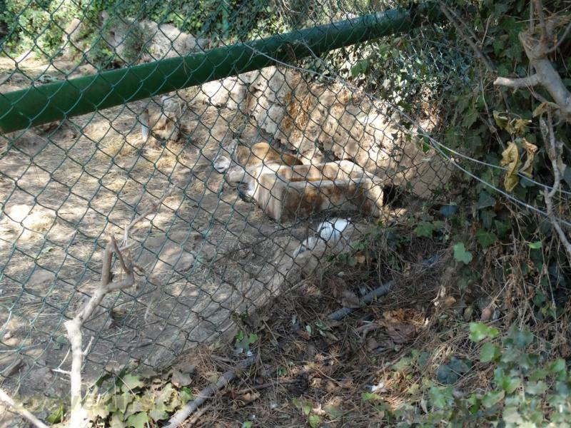 Lynx du Canada
