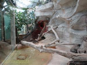 Varan crocodile
