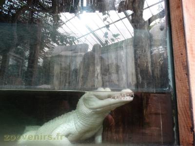 Alligator albinos