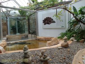 Tortue alligator